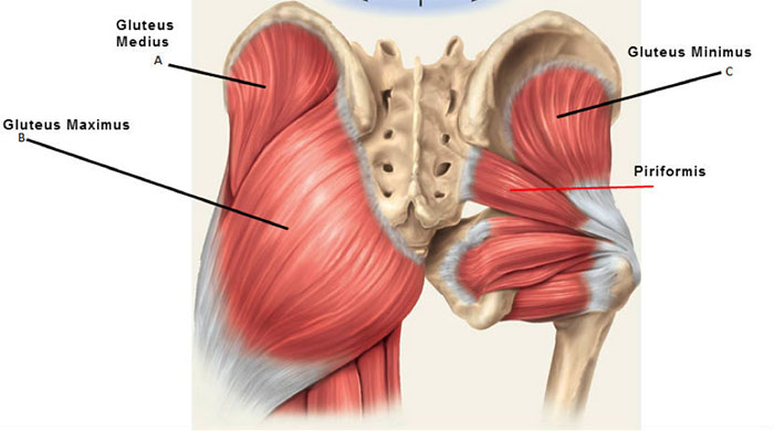 hoftemuskulatur og setemuskler - oversikt
